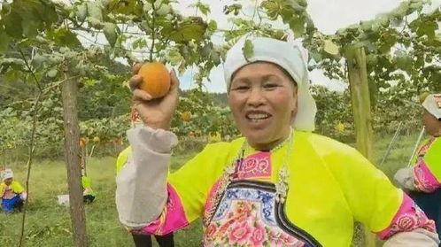 吊瓜的今日价格,探寻市场波动背后的秘密