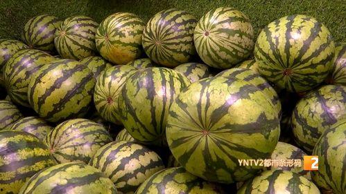 洛阳麒麟瓜今日价格,价格行情一览