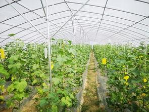 中州农场今日瓜价,今日瓜价行情一览
