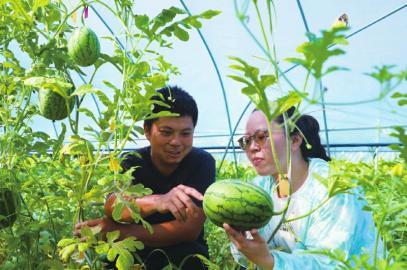 中州农场今日瓜价,今日瓜价行情一览