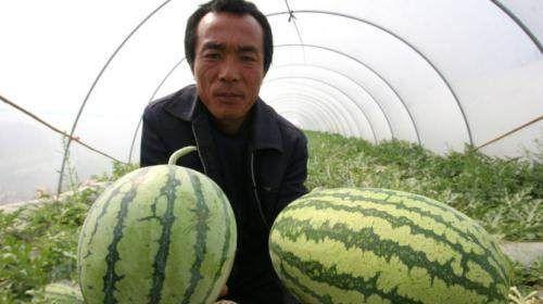 中州农场今日瓜价,今日瓜价行情一览