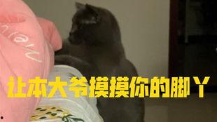 51黑料吃瓜喵小吉福利,揭秘娱乐圈幕后故事