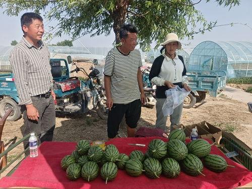 中牟吊瓜今日行情,价格波动与市场动态一览