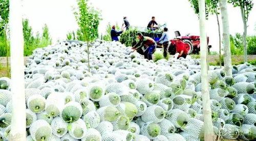 今日北京伽师瓜价格,夏日消暑佳品备受青睐
