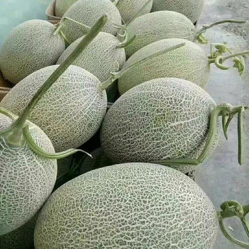 今日哈密瓜今日价格行情,今日市场新鲜出炉