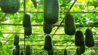 潍坊吊瓜今日价格,市场行情实时解析