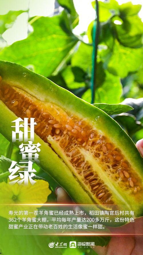 潍坊吊瓜今日价格,市场行情实时解析