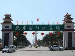 廉江有哪些明星网红,廉江明星网红风采掠影