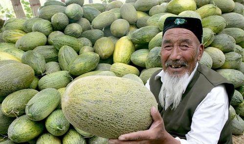 哈密瓜今日价,新鲜美味尽享盛夏