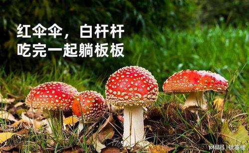 黑瓜吃料正能量官网蘑菇,探索蘑菇的神奇世界，开启健康生活之旅