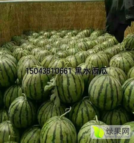 今日瓜价格最新报价,今日瓜价格最新报价一览”