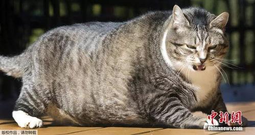 五一吃瓜今日吃瓜热门大瓜胖猫,胖猫成热门大瓜，揭秘娱乐圈幕后故事