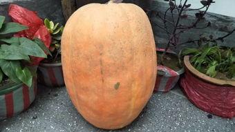 近几年热门大瓜有哪些,揭秘明星幕后故事