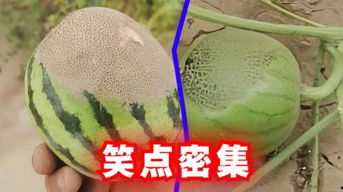 上热门这瓜保熟吗,“上热门这瓜保熟吗？”揭秘网络热门话题背后的真相