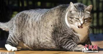 51今日热门吃瓜胖猫,揭秘吃瓜胖猫的趣味生活