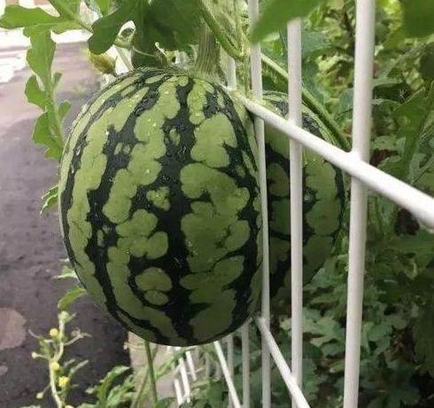 四月热门吃瓜事件,盘点本月最热吃瓜事件大盘点