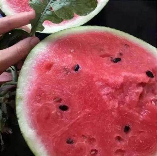 西安麒麟瓜今日行情,行情看涨！