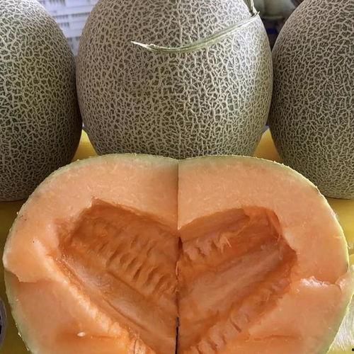 今日价格哈密瓜,今日行情一览”