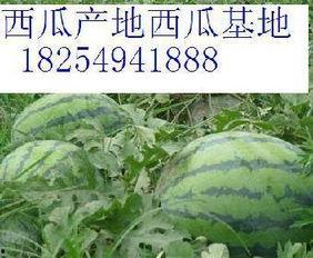 寿光今日瓜价行情,今日瓜价波动，新鲜资讯一览”