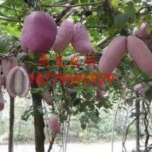 热门话题八月瓜,揭秘神秘果实背后的故事与魅力