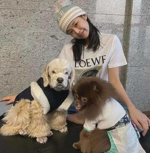 明星网红三斤狗狗,网红明星的萌宠传奇