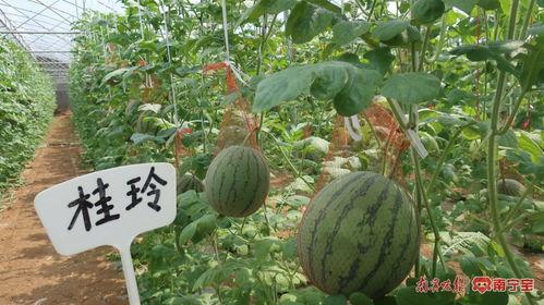 南宁今日红瓜价,市场行情一览”