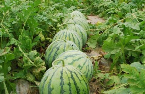 51热门大瓜今日大瓜最新最全,今日最新最全大瓜盘点，揭秘娱乐圈风云变幻