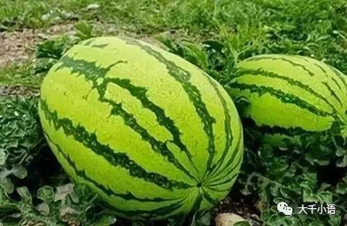 河美吃瓜爆料是真的吗,真相还是谣言？