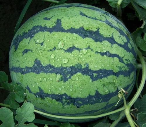 网红爆料吃瓜黑料正能量,吃瓜黑料中的正能量启示