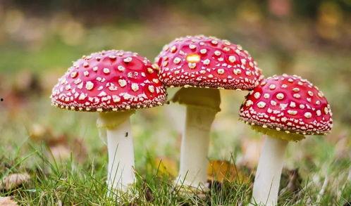 蘑菇视频爆料黑料吃瓜官网,揭秘吃瓜官网背后的真相