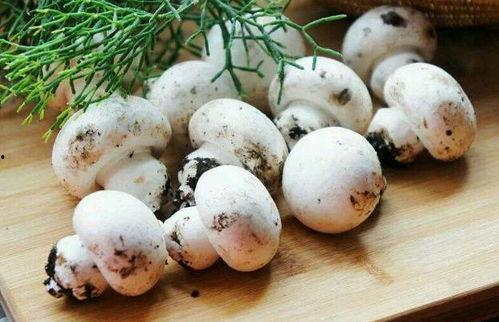 蘑菇视频爆料黑料吃瓜官网,揭秘吃瓜官网背后的真相