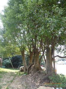 樟树明星网红是谁呀