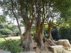 樟树明星网红是谁呀